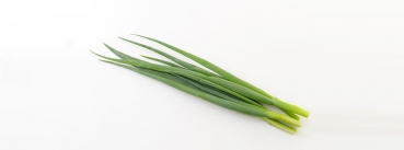 Schnittlauch Bund
